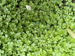 Hydrocotyle tripartita