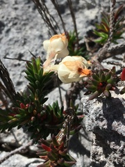 Erica calcareophila