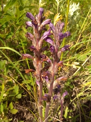 Phelipanche caesia