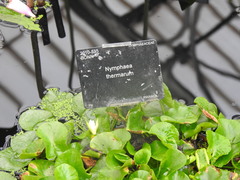 Nymphaea thermarum
