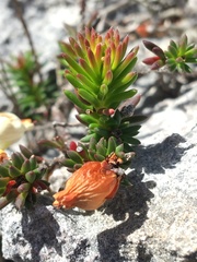 Erica calcareophila