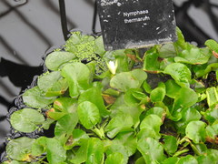 Nymphaea thermarum