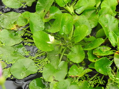 Nymphaea thermarum