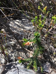 Erica calcareophila