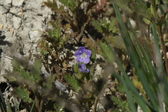 Phacelia viscida
