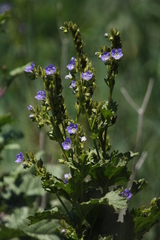 Phacelia viscida