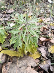 Artemisia vulgaris