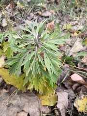 Artemisia vulgaris