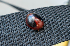 Dicranosterna immaculata