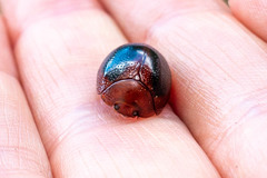 Dicranosterna immaculata