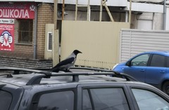 Corvus cornix