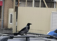 Corvus cornix