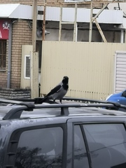 Corvus cornix