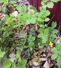 Chelidonium majus