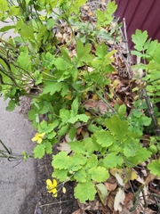 Chelidonium majus