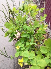 Chelidonium majus