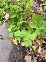 Chelidonium majus