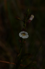 Mimulus gracilis