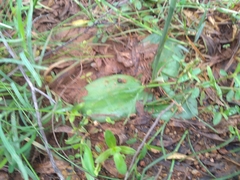Habenaria roxburghii