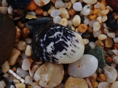 Nerita chamaeleon