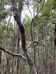 Acrotriche aggregata