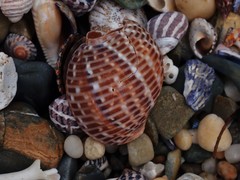 Tonna perdix