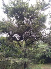 Bauhinia racemosa