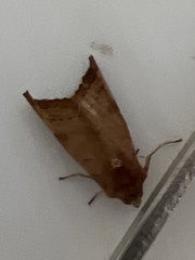 Phlogophora wollastoni