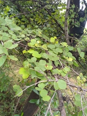 Bauhinia racemosa