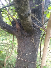 Bauhinia racemosa