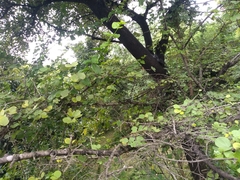 Bauhinia racemosa