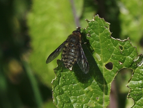 Black-winged Bee Fly