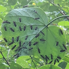 Dysdercus decussatus