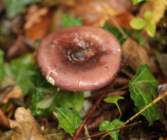 Russula nitida