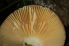 Russula nitida