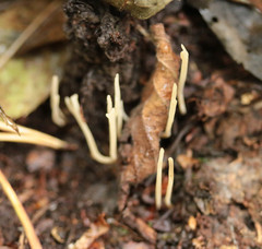 Clavaria falcata