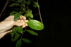 Loeseneriella barbata