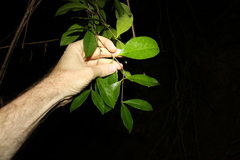 Loeseneriella barbata