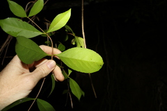 Loeseneriella barbata