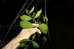 Loeseneriella barbata