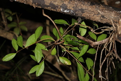 Loeseneriella barbata