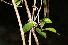 Loeseneriella barbata