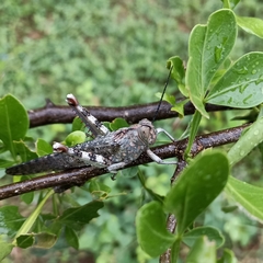 Anacridium flavescens