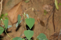 Homalanthus stillingiifolius