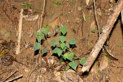 Homalanthus stillingiifolius