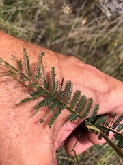 Acacia loroloba
