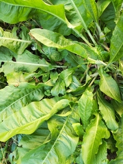 Magnoliopsida