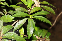 Symplocos harroldii