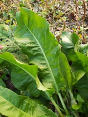 Magnoliopsida