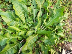 Magnoliopsida